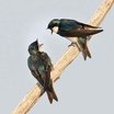 Tree Swallow